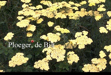 Achillea clypeolata 'Theo Ploeger'