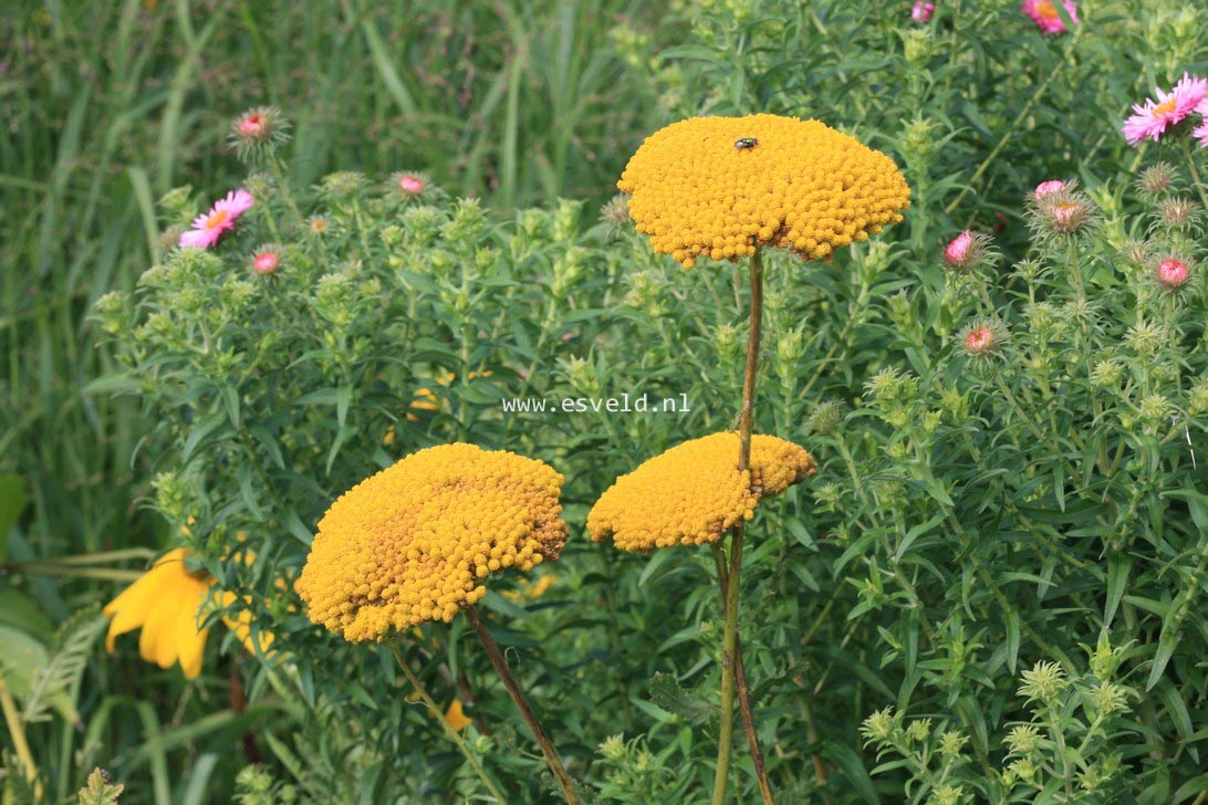 Achillea filipendulina 'Cloth of Gold'