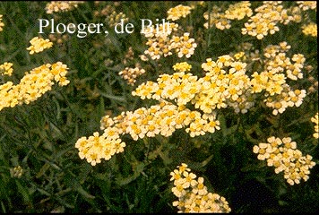 Achillea lewisii