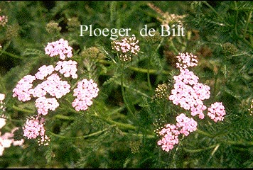 Achillea millefolium 'Apfelbluete'