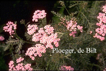 Achillea millefolium 'Coral Beauty'