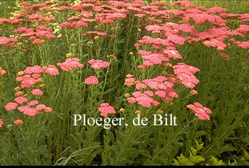 Achillea millefolium 'Dark Lilac Beauty' Achillea millefolium 'Dark Lilac Beauty'