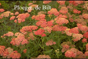 Achillea millefolium 'Fanal'