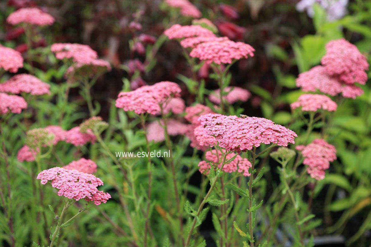 Achillea millefolium 'Forncett Fletton' (30697)