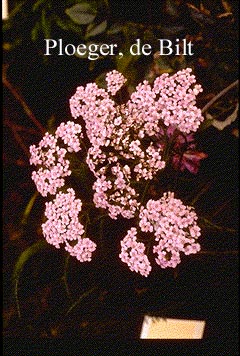 Achillea millefolium 'Natalie'