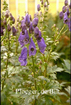 Aconitum carmichaelii Aconitum carmichaelii