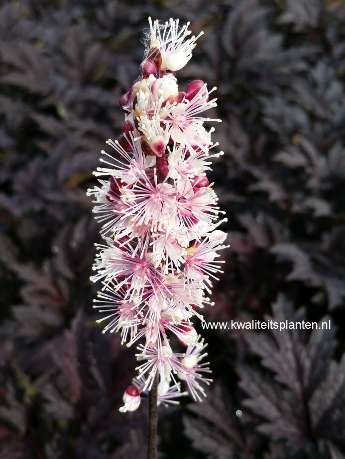 Actaea simplex 'Pink Spike'
