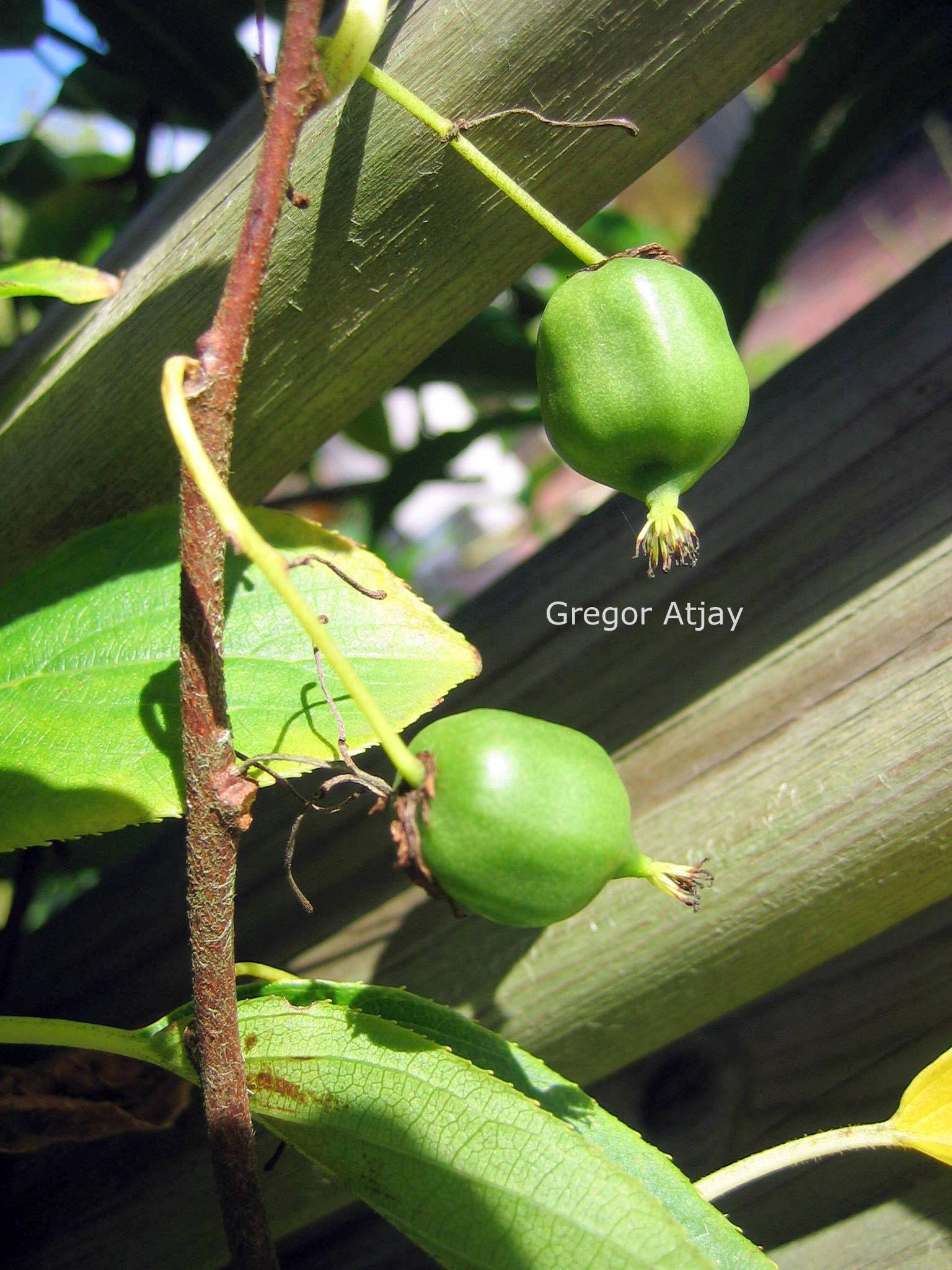 Actinidia arguta 'Issai'