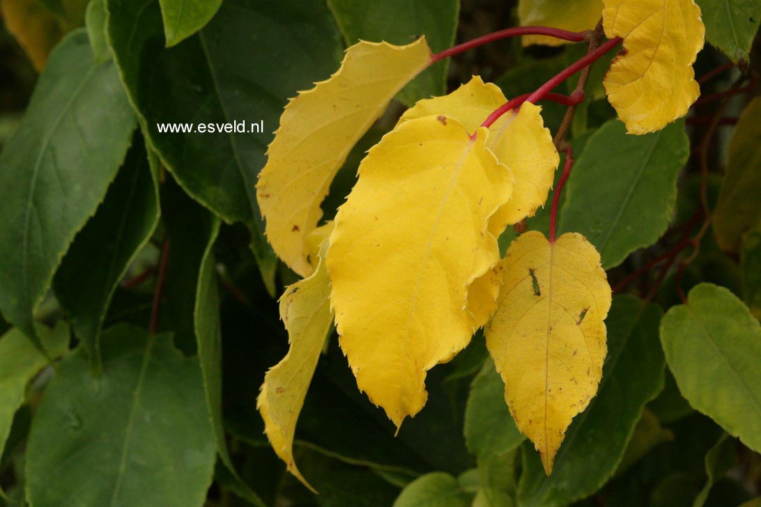 Actinidia arguta 'Weiki' (mnl.)