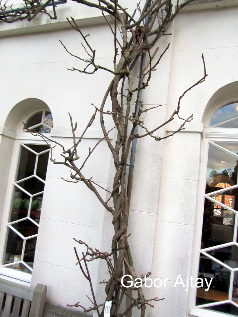 Actinidia deliciosa 'Boskoop' (55095)