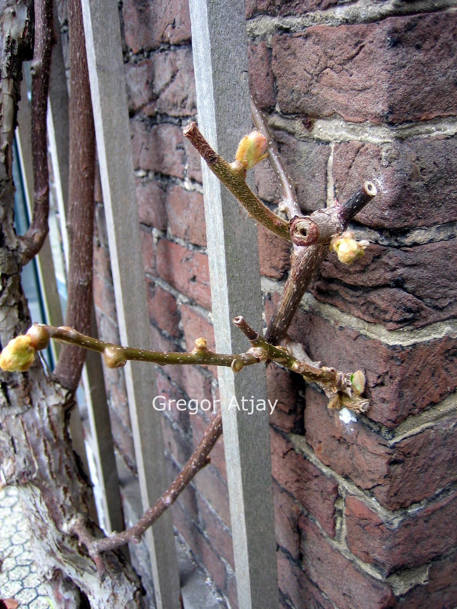 Actinidia deliciosa 'Bruno'