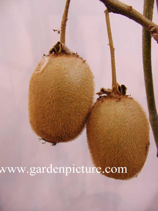 Actinidia deliciosa 'Hayward'