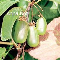 Actinidia kolomikta 'Dr Szymanowski' (81648)