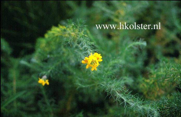 Adenocarpus decorticans