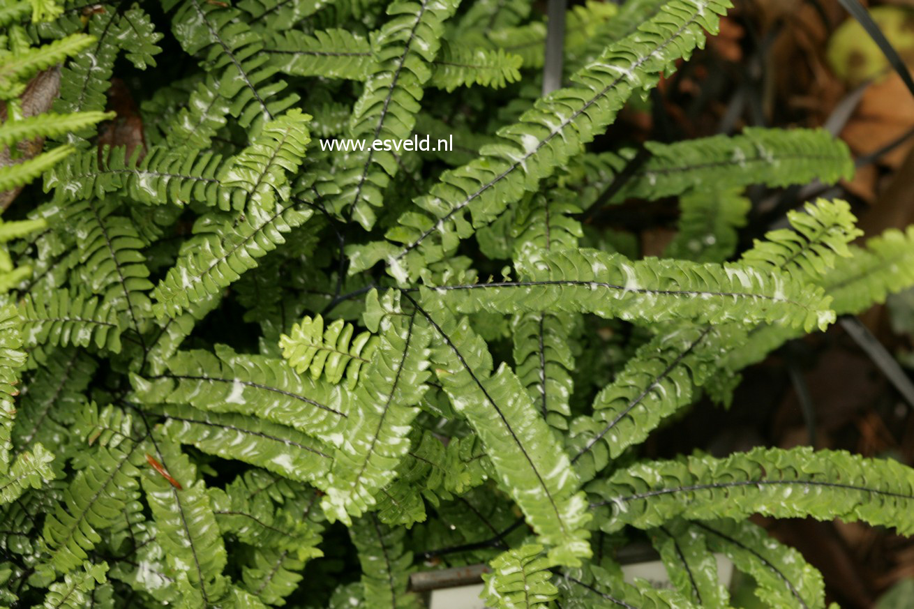 Adiantum pedatum 'Imbricatum'