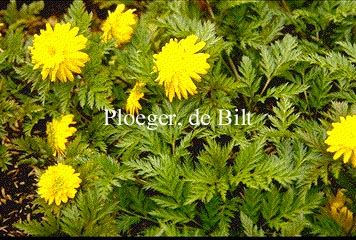 Adonis amurensis 'Pleniflora' Adonis amurensis 'Pleniflora'