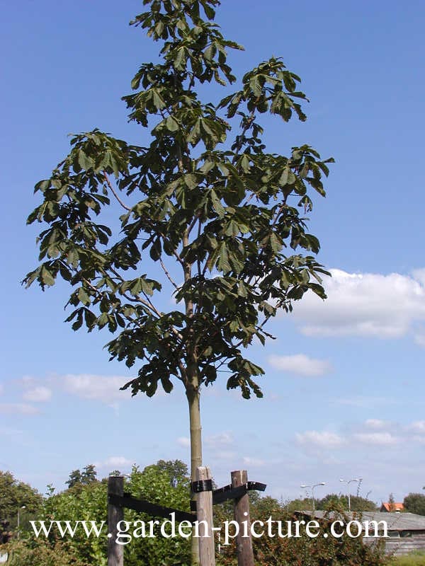Aesculus 'Plantieriensis'