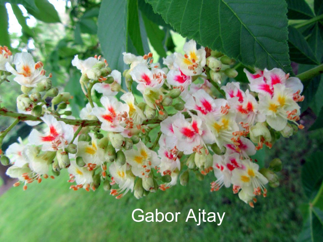 Aesculus dallimorei