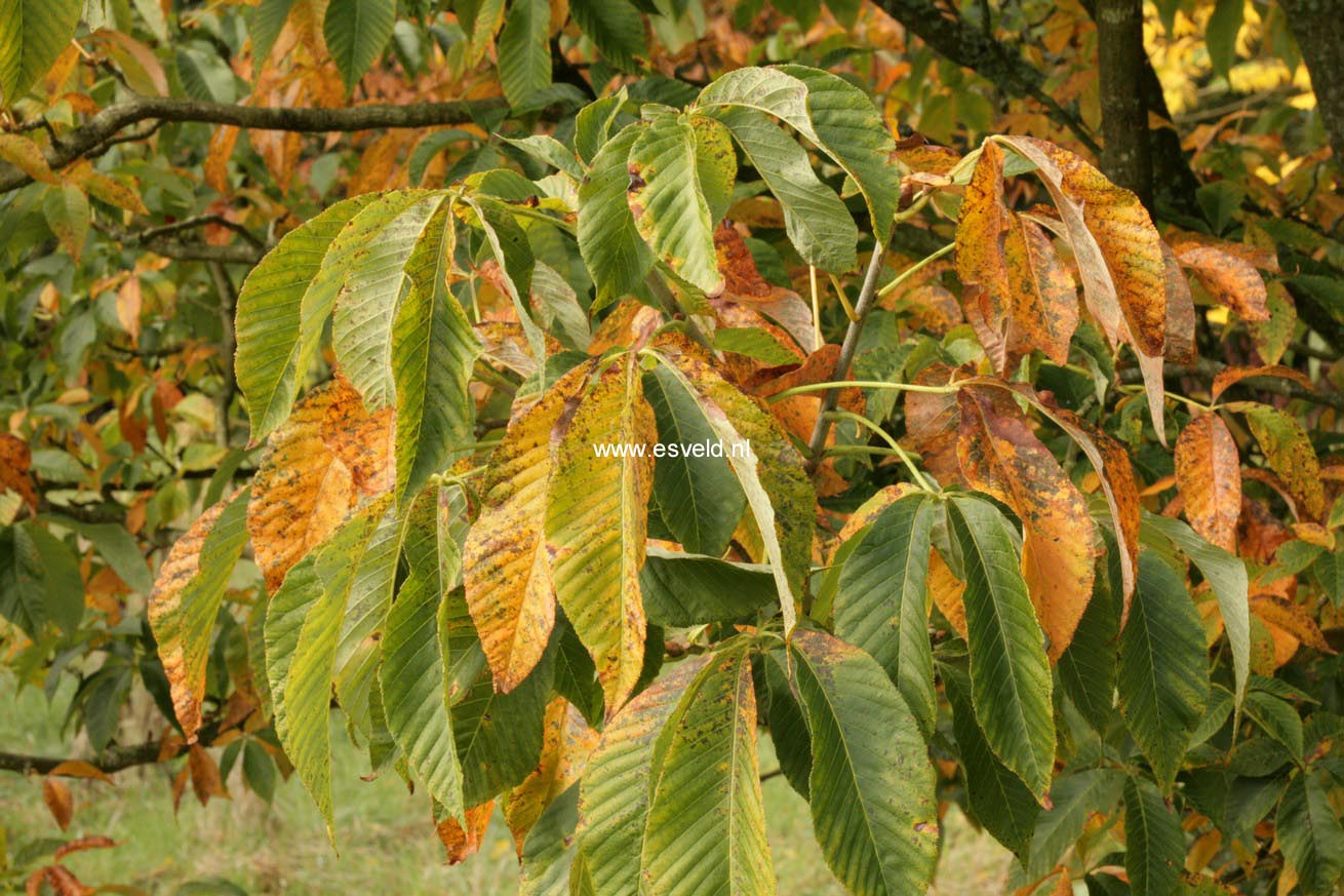 Aesculus glabra var. arguta