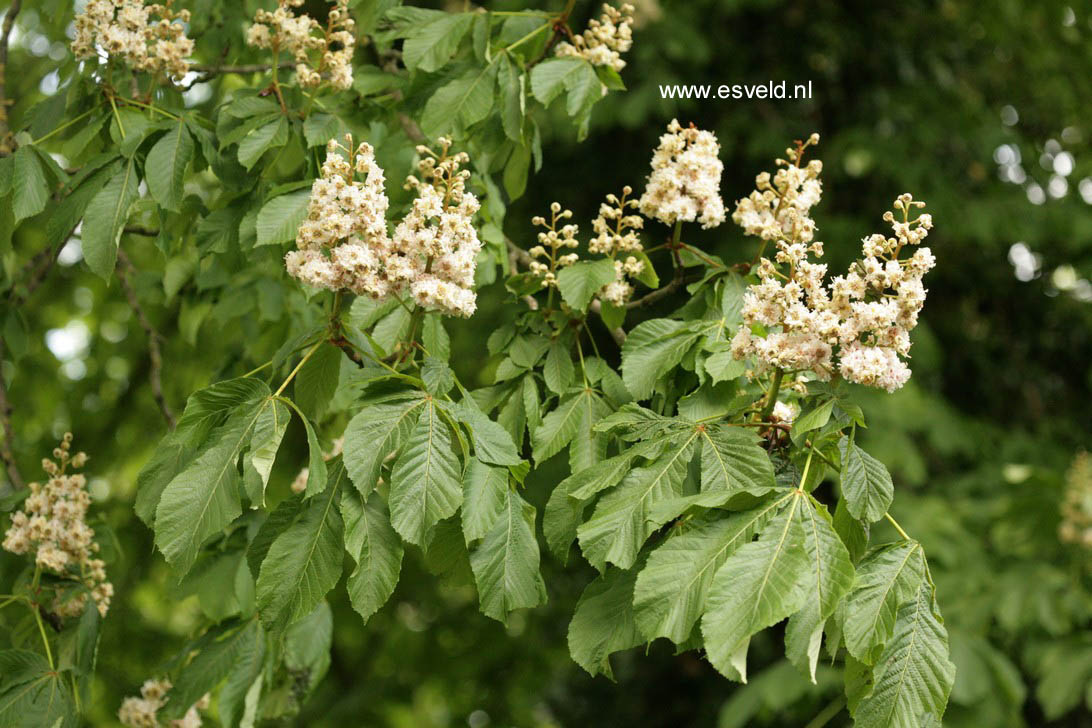 Aesculus hippocastanum 'Baumannii'