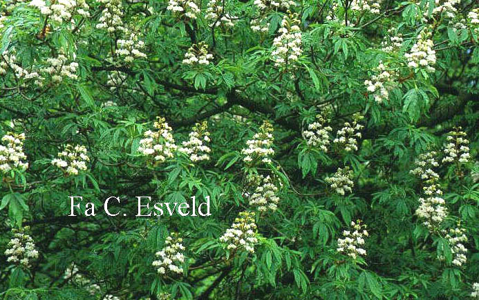 Aesculus hippocastanum 'Digitata'