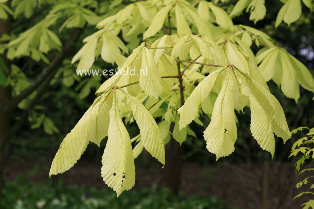 Aesculus hippocastanum 'Hampton Court Gold'