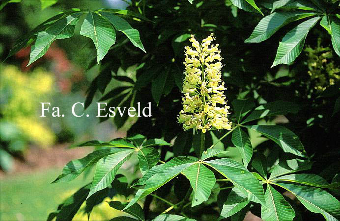 Aesculus marilandica