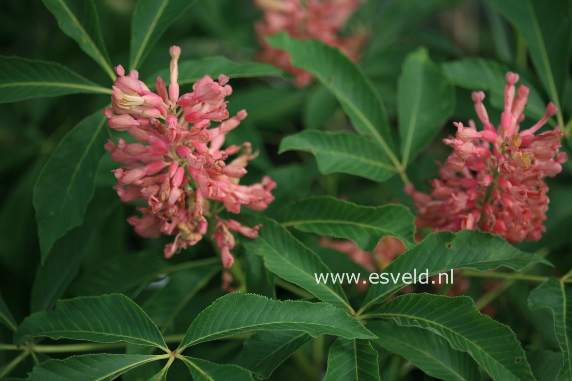 Aesculus pavia 'Purple Spring' (30067)