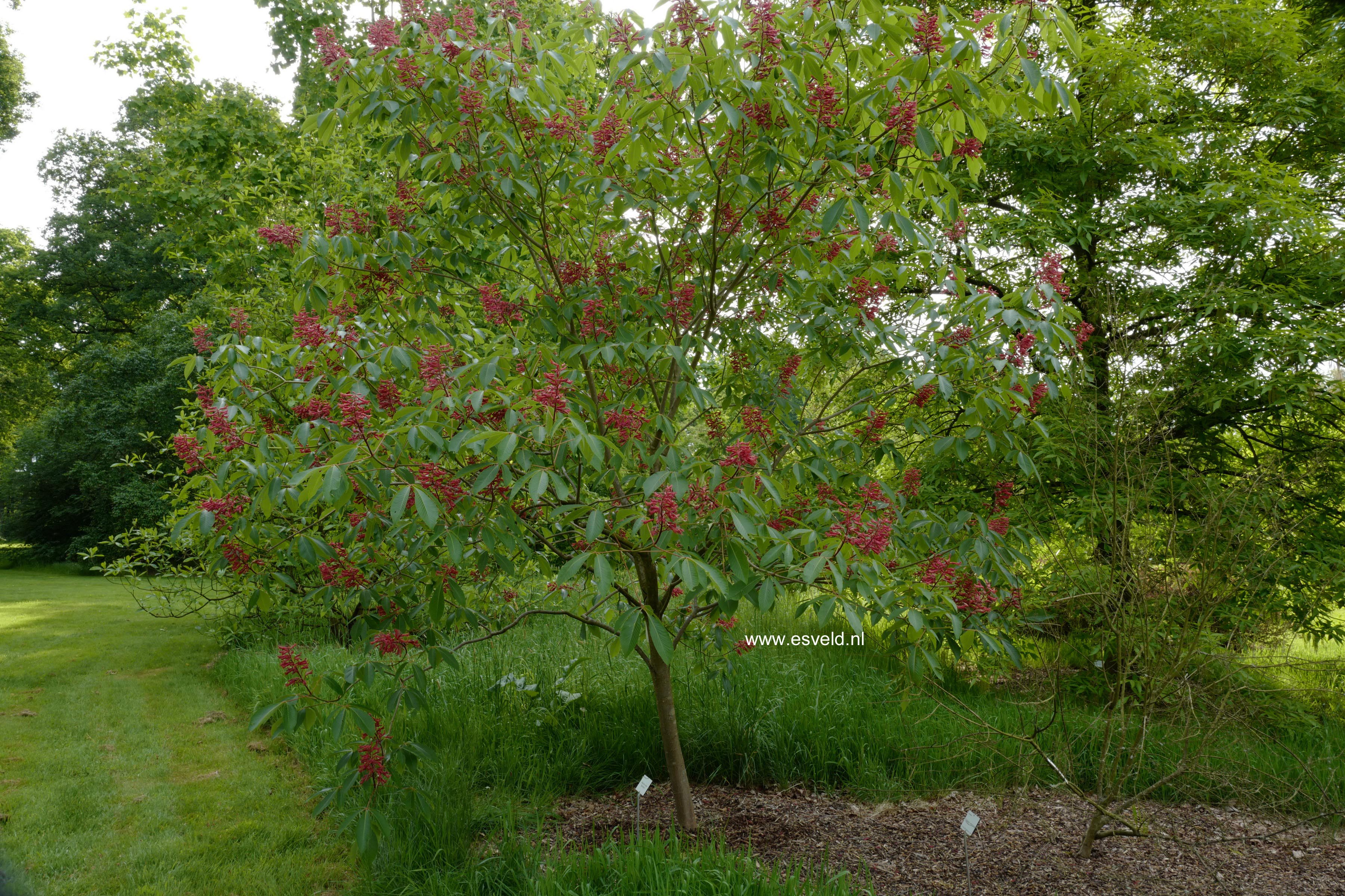 Aesculus pavia splendens