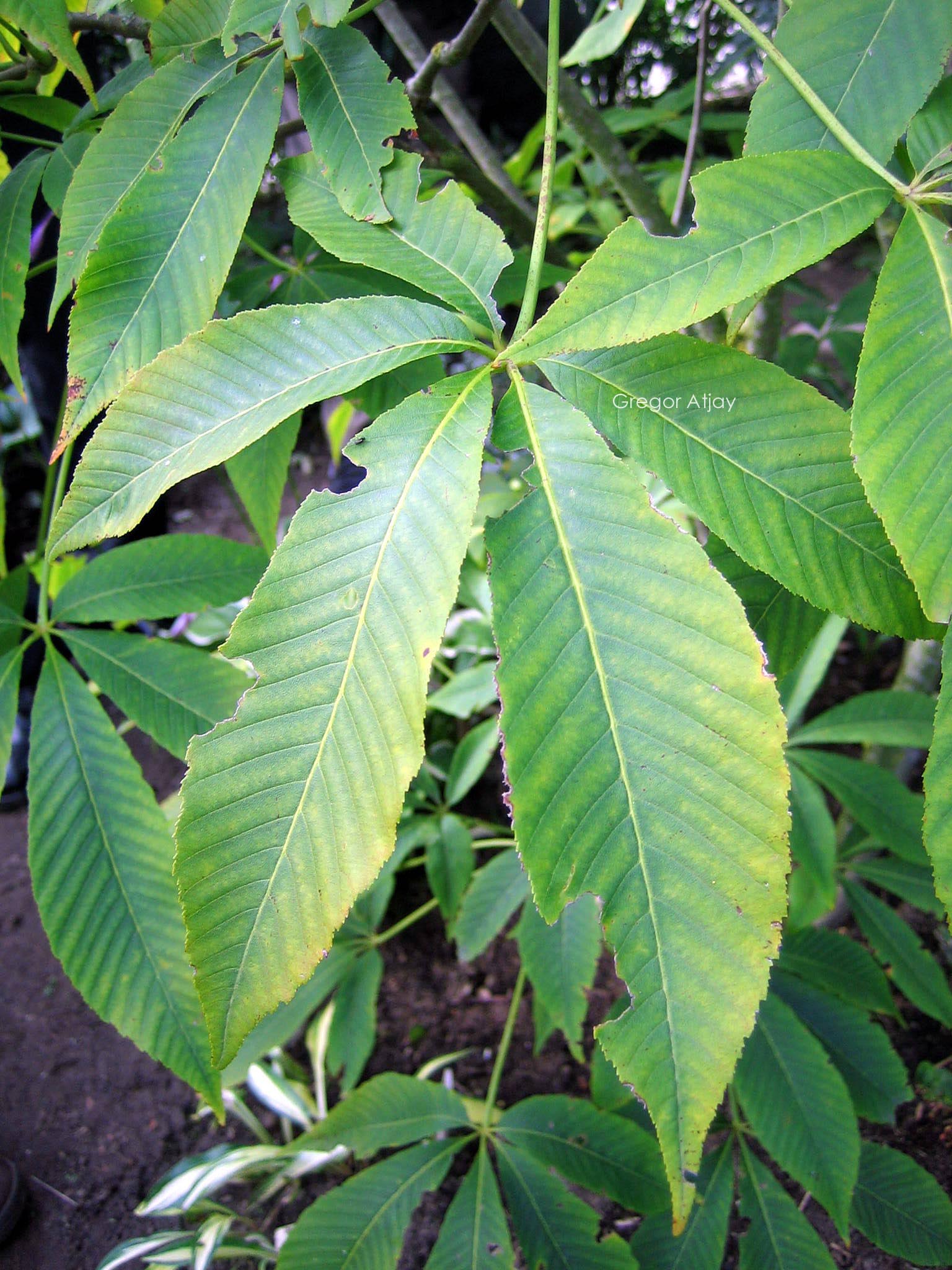 Aesculus x neglecta 'Autumn Fire'