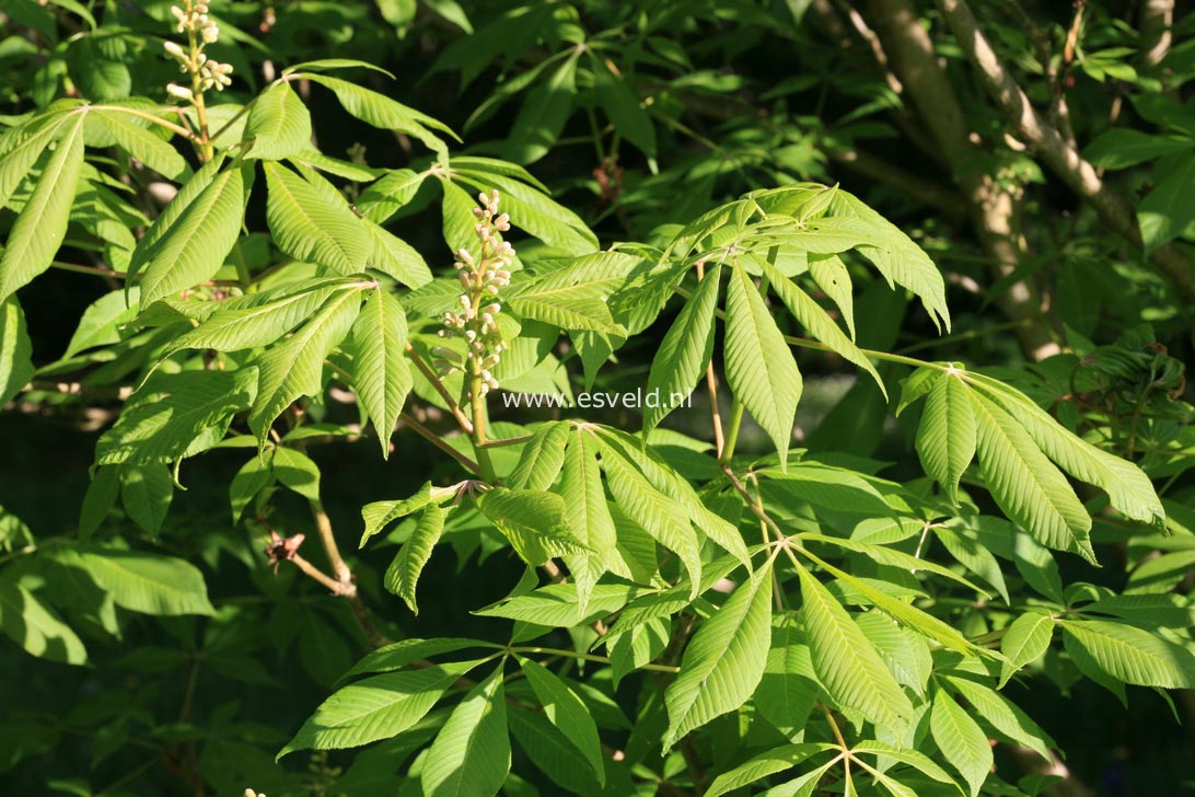 Aesculus x neglecta