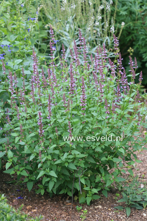 Agastache 'Summer Sky'