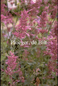 Agastache mexicana 'Mauve Beauty'
