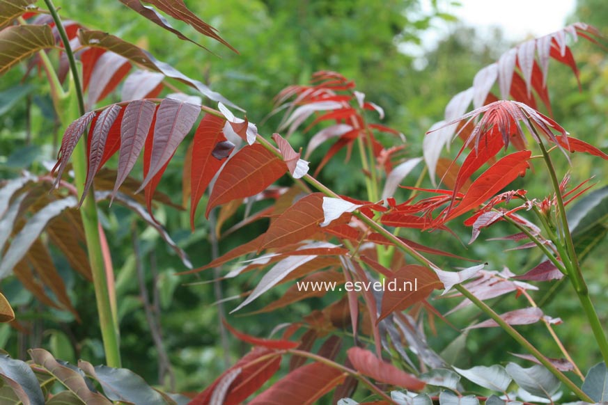 Ailanthus altissima 'Purple Dragon'