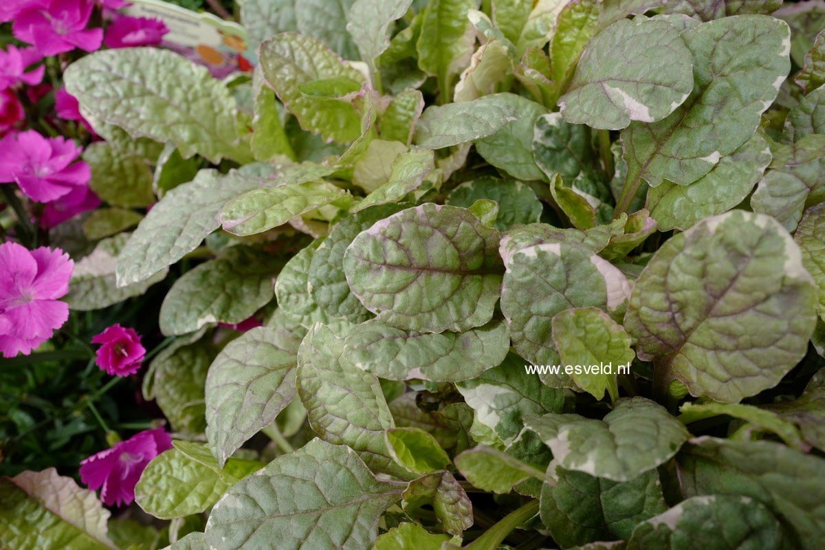 Ajuga reptans 'Burgundy Glow'