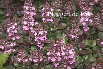 Ajuga reptans 'Rosea' Ajuga reptans 'Rosea'