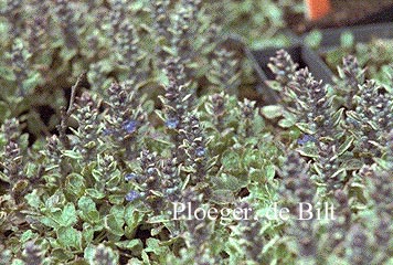 Ajuga reptans 'Variegata' Ajuga reptans 'Variegata'