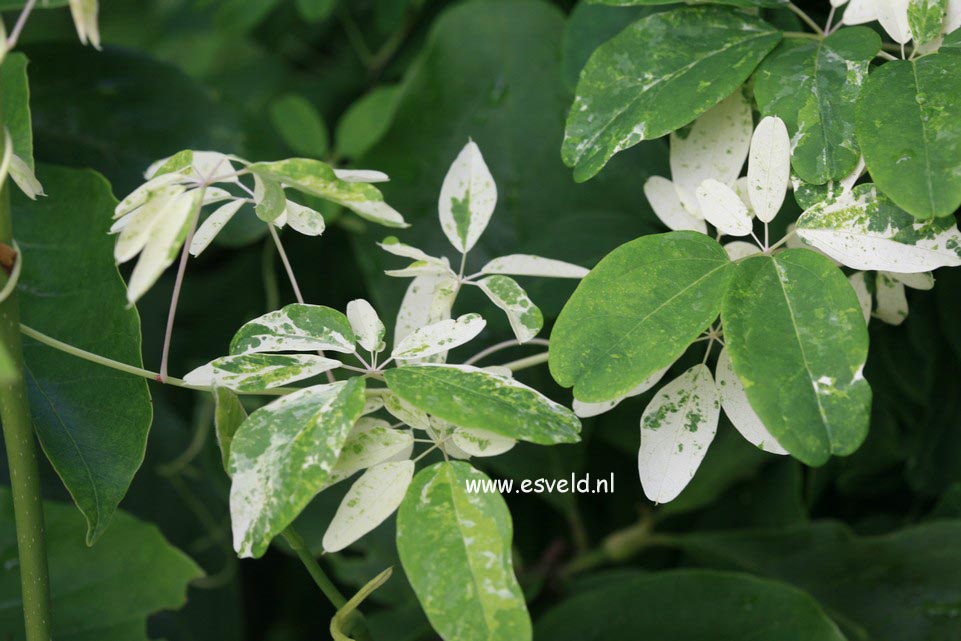 Akebia quinata 'Variegata'