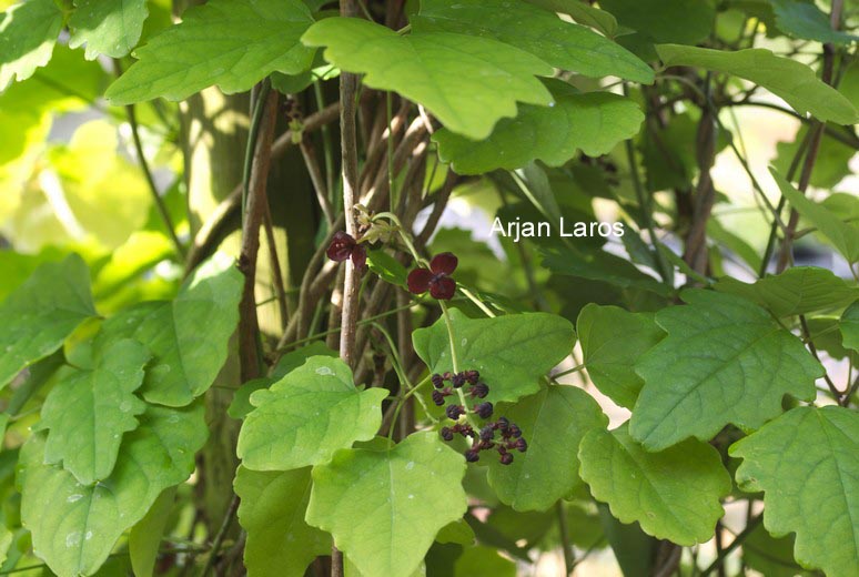 Akebia trifoliata 'Big Fruit'