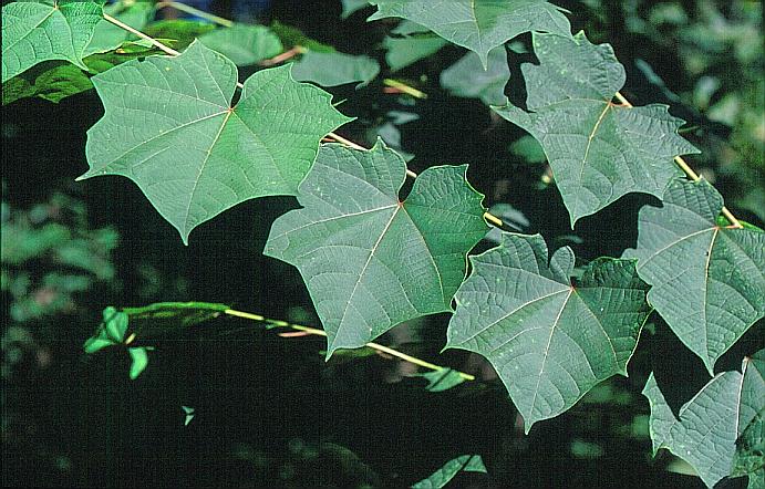 Alangium platanifolium macrophyllum