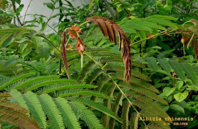 Albizia chinensis