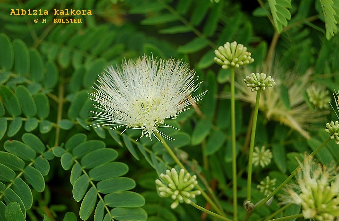 Albizia kalkora Albizia kalkora