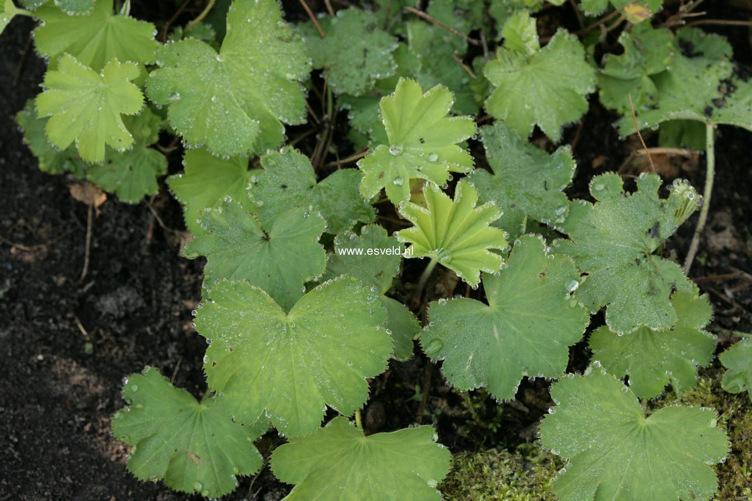 Alchemilla epipsila (46997)