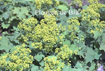 Alchemilla mollis 'Robustica' Alchemilla mollis 'Robustica'