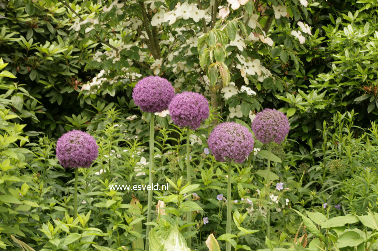 Allium 'Ambassador'