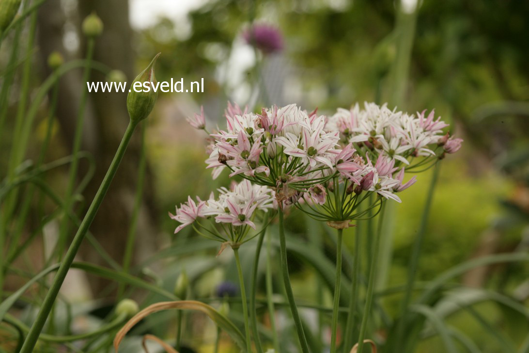 Allium 'Cameleon'