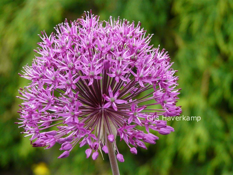 Allium 'Purple Sensation'