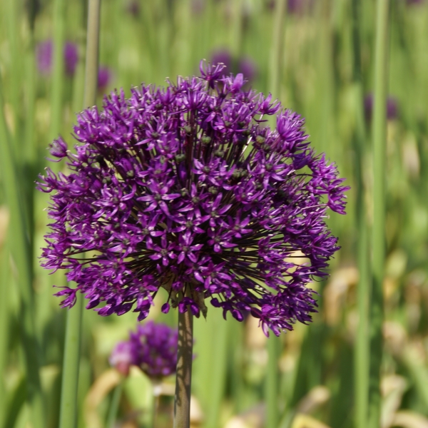 Allium 'Purple Surprise'