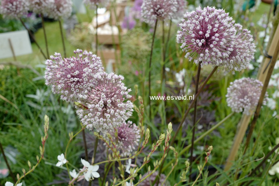 Allium 'Summer Drummer'