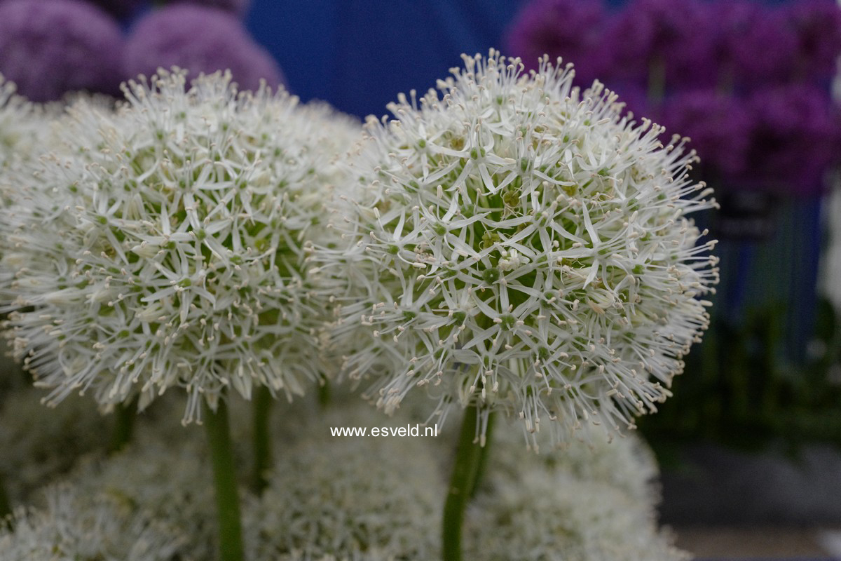 Allium 'White Giant'